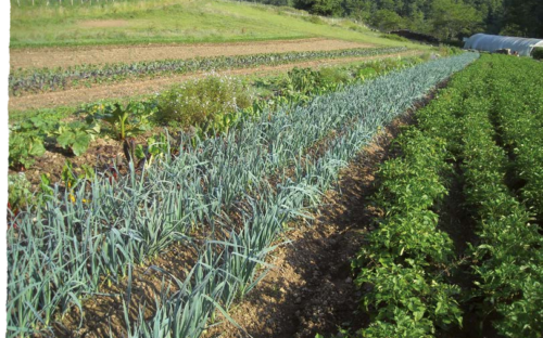 Se former en maraîchage agroécologique