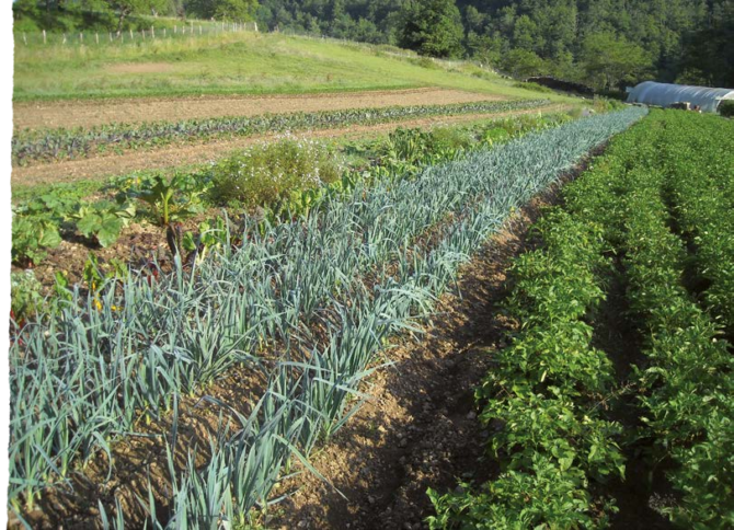 Se former en maraîchage agroécologique