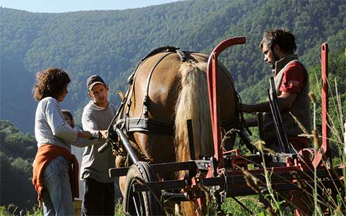 Accompagnement personnalisé en traction animale : Éducation de votre cheval de travail - Maraîchage