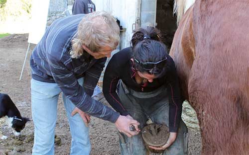 Initiation au parage des chevaux : Entretenir son cheval pieds nus