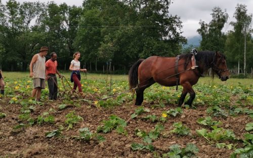 S’initier à la traction animale avec les chevaux et mûrir son projet